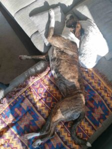 Hund Milly liegt entspannt in Seitenlage auf einer Decke