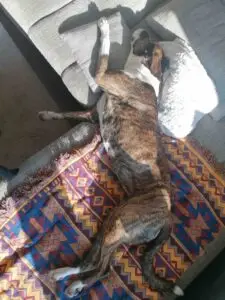 Hund Milly liegt entspannt in Seitenlage auf einer Decke