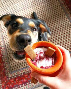 Hund Poppy bekommt einen gefüllten Topf