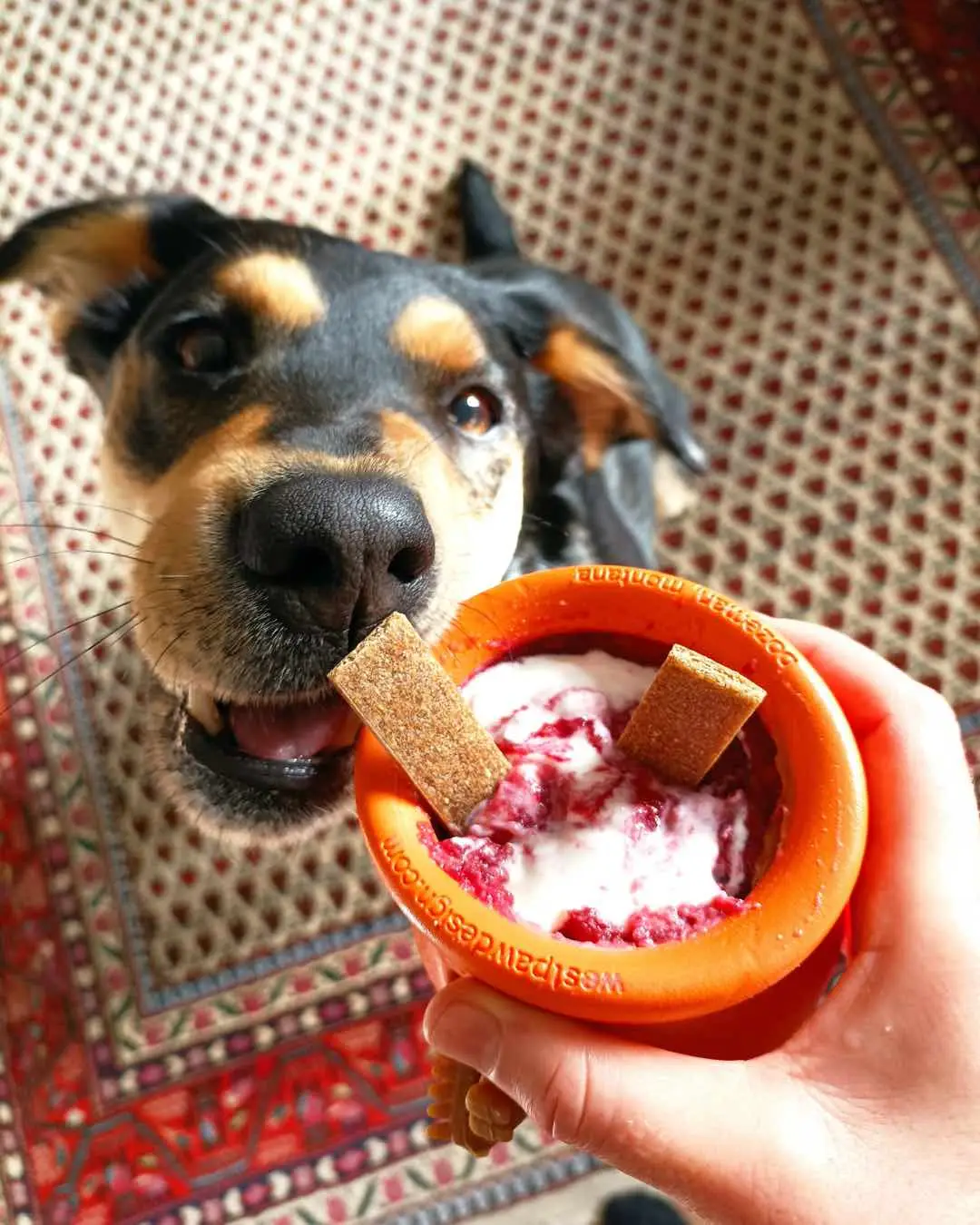 Hund Poppy bekommt einen gefüllten Topf