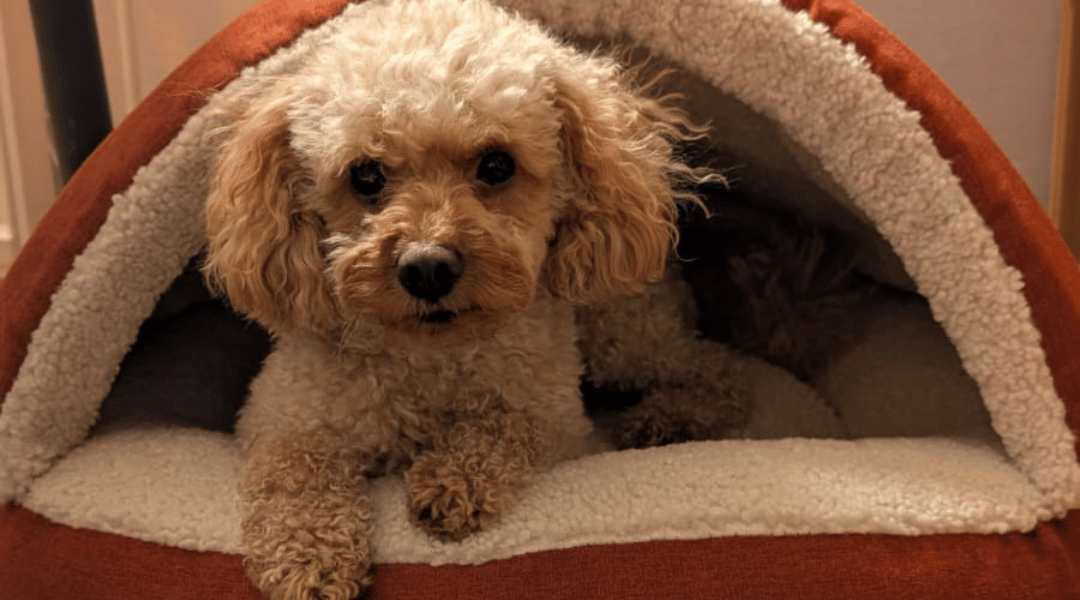 Mehr über den Artikel erfahren Ein eigenes Zimmer für jeden Hund?!