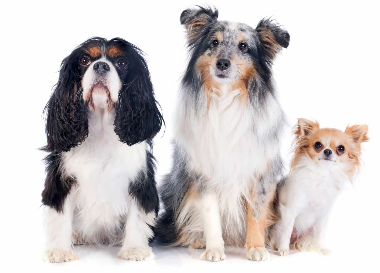 Mehr über den Artikel erfahren Rassespezifisches Trennungstraining? Warum Bedürfnisse wichtiger sind als die Rasse