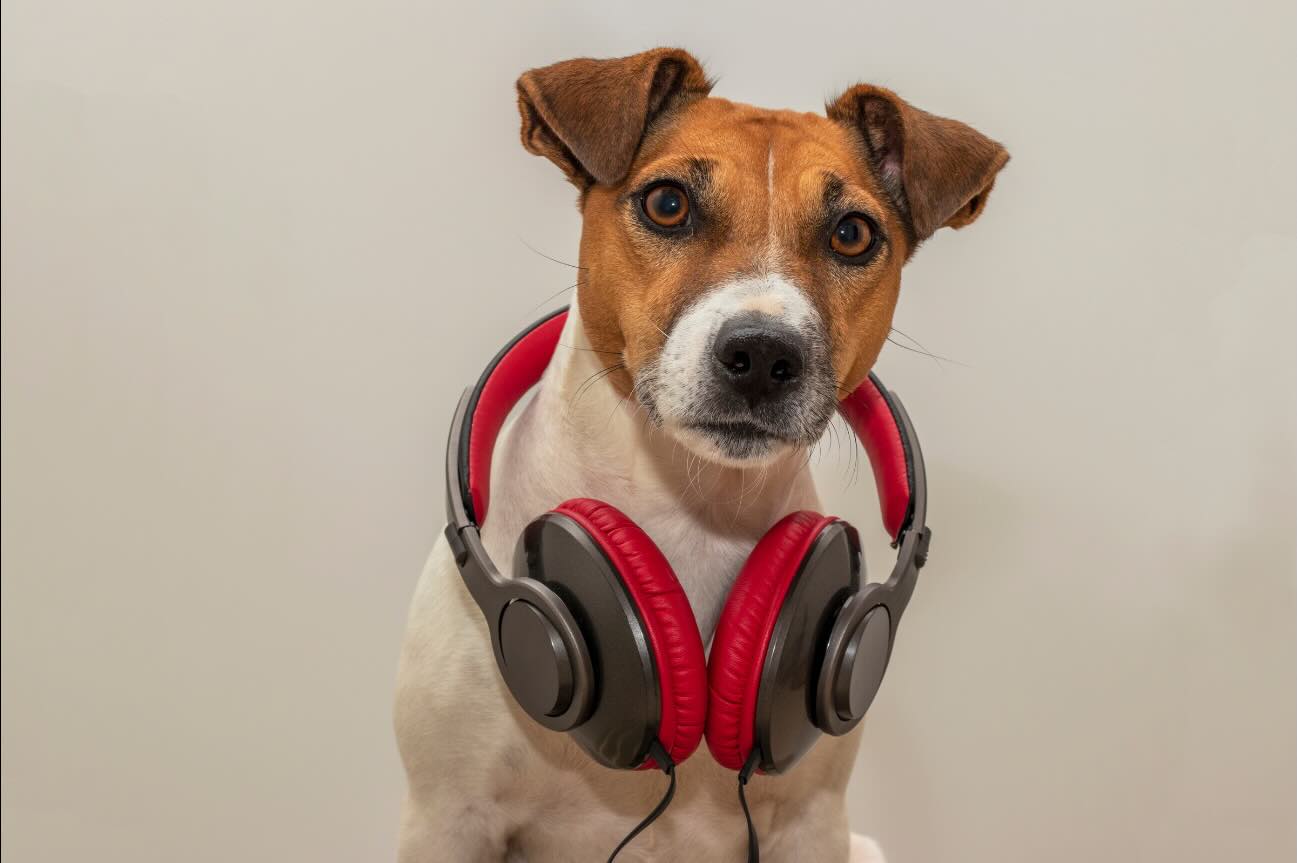 Mehr über den Artikel erfahren Geräuschangst bei Hunden verstehen – Ursachen, Fehler im Training und was wirklich hilft